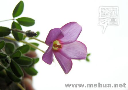 Oxalis callosa10.jpg