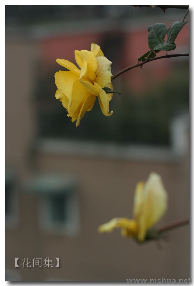 IMG_0235 ����.jpg