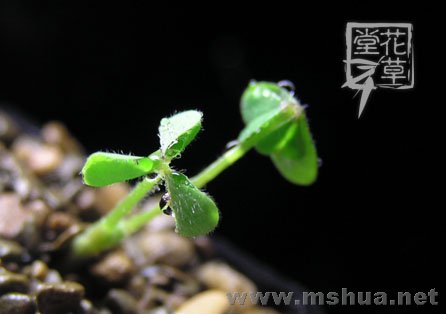 Oxalis compressa3.jpg