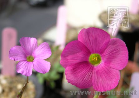 Oxalis bowiei11.jpg