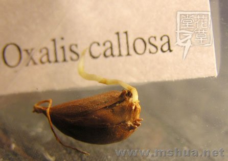 Oxalis callosa1.jpg