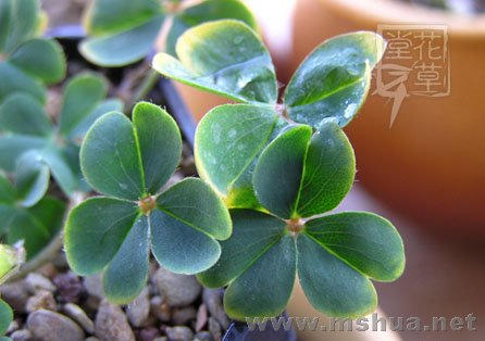 Oxalis brazil yellow 4.jpg