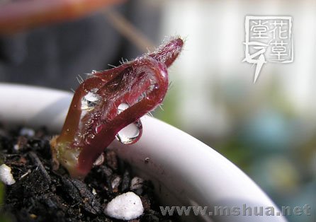 Oxalis deppei 'Iron Cross'