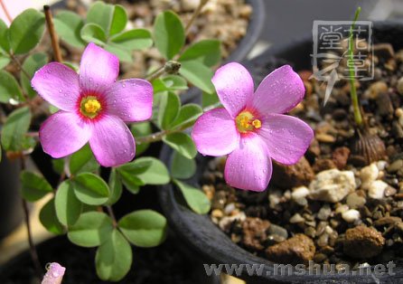 Oxalis callosa6.jpg