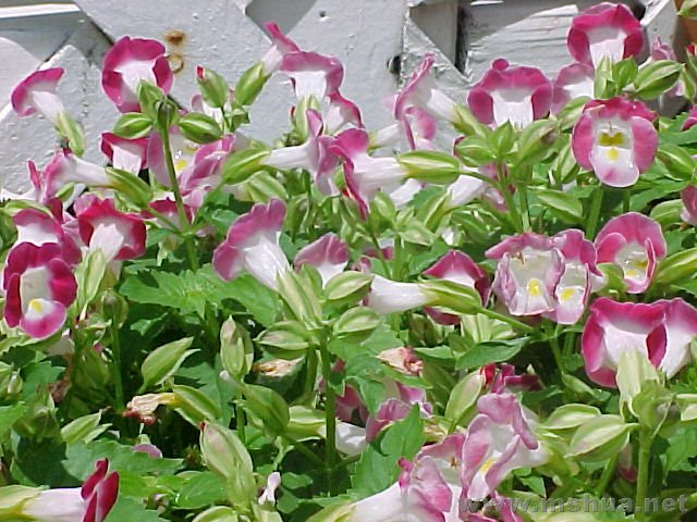 torenia02.jpg