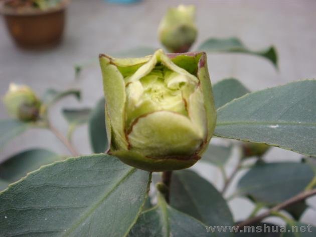 DSC00323 (��).JPG