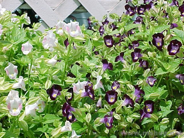 torenia01.jpg