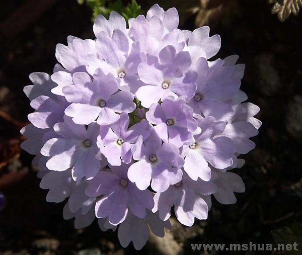 �Ź�Ʒ�֣�����ɫ