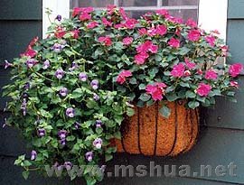 1016Torenia.jpg