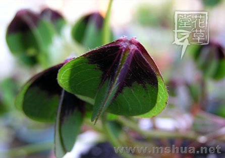 Oxalis deppei 'Iron Cross'