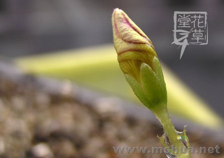 Oxalis Depressa (Inops)