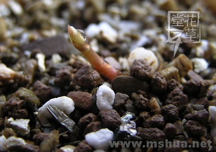 Oxalis flava var. pectinaria2.jpg