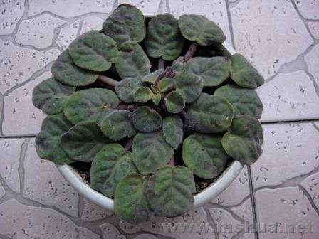 ��Χ��ҶƬ����������