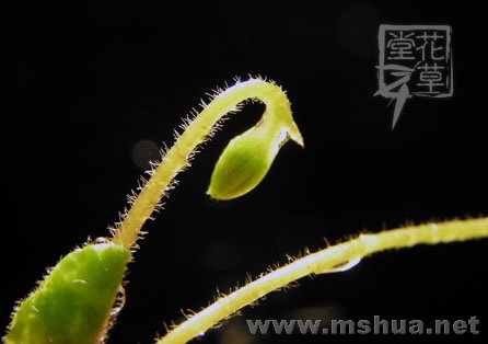 Oxalis Depressa (Inops)  2.jpg