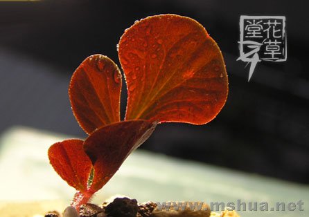 Oxalis luteola 'Glauca'