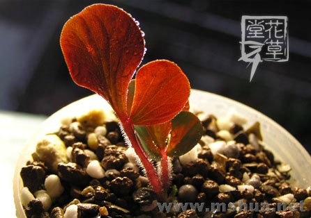 Oxalis luteola 'Glauca'