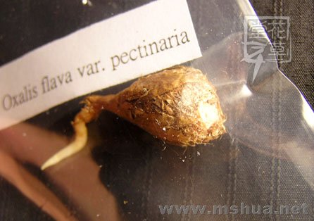 Oxalis flava var. pectinaria.jpg