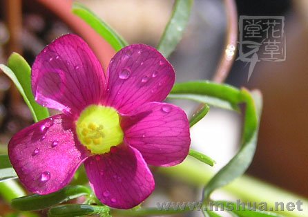 Oxalis glabra  7.jpg