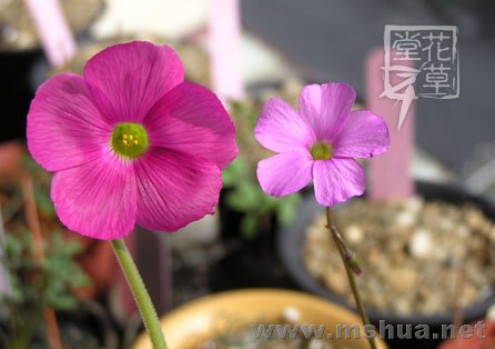 Oxalis livida13.jpg