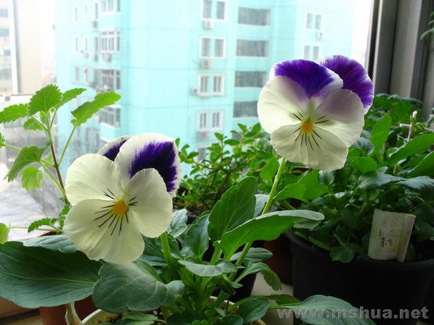 �������Ƚϴ�