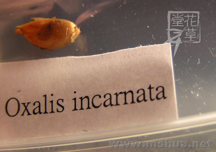 Oxalis incarnata1.jpg