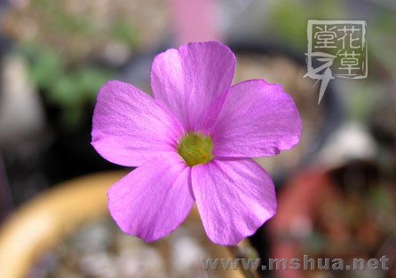 Oxalis livida12.jpg