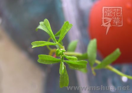 Oxalis glabra  2.jpg