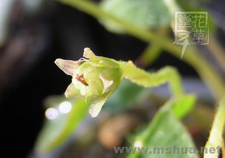 Oxalis Depressa (Inops)