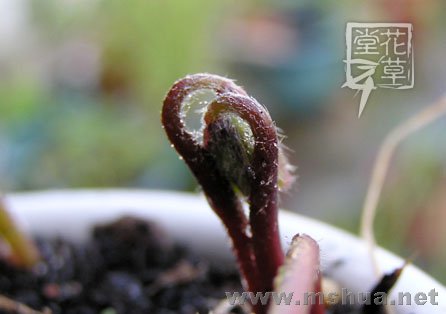 Oxalis deppei 'Iron Cross'