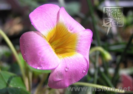 Oxalis Depressa (Inops)