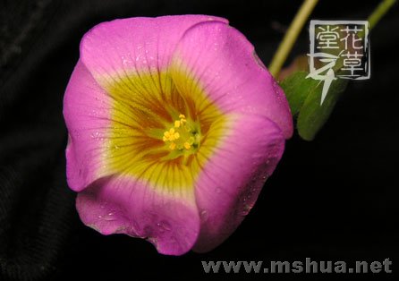 Oxalis Depressa (Inops)