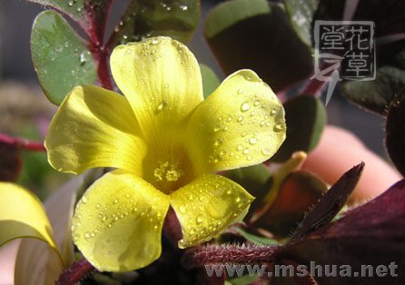 Oxalis luteola 'Glauca'
