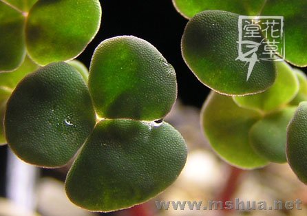 Oxalis fergusoniae6.jpg