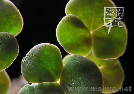 Oxalis fergusoniae5.jpg