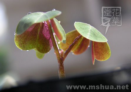 Oxalis incarnata5.jpg