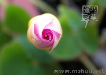 Oxalis Depressa (Inops)