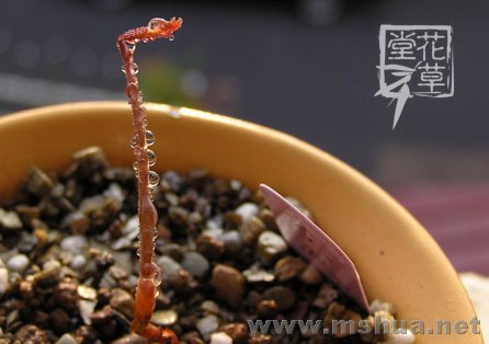 Oxalis flava var. pectinaria3.jpg