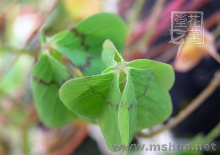Oxalis deppei 'Mexico BotKA G4'