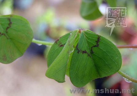 Oxalis deppei 'Mexico BotKA G4'