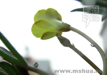 Oxalis flava