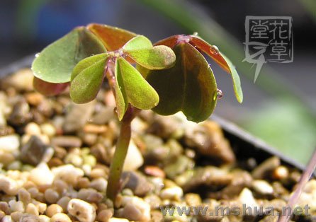 Oxalis incarnata4.jpg