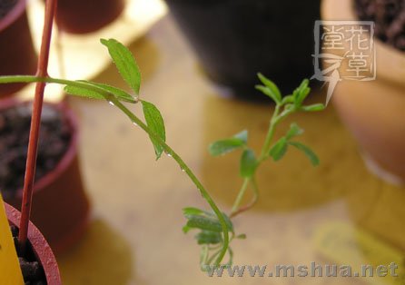 Oxalis glabra  1.jpg