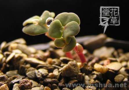 Oxalis fergusoniae2.jpg