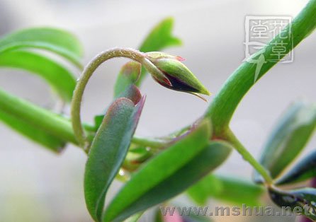 Oxalis glabra  5.jpg