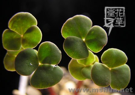 Oxalis fergusoniae4.jpg