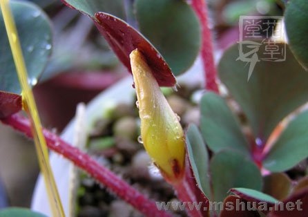 Oxalis luteola 'Glauca'