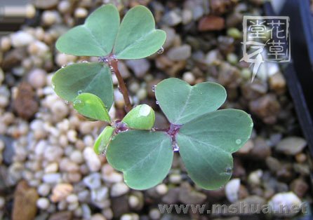Oxalis incarnata3.jpg