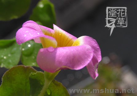 Oxalis Depressa (Inops)