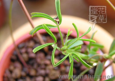 Oxalis glabra  3.jpg