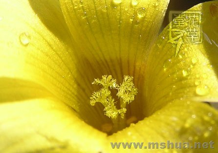 Oxalis luteola 'Glauca'